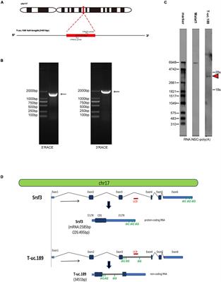 Long Non-coding RNA T-uc.189 Modulates Neural Progenitor Cell Fate by Regulating Srsf3 During Mouse Cerebral Cortex Development